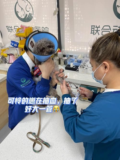 疫情居家狗狗心理辅导,疫情居家狗狗心理辅导记录