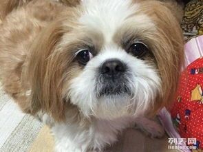 西施犬价格一览：宠物狗图片精选