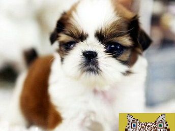 西施犬价格一览：宠物狗图片精选