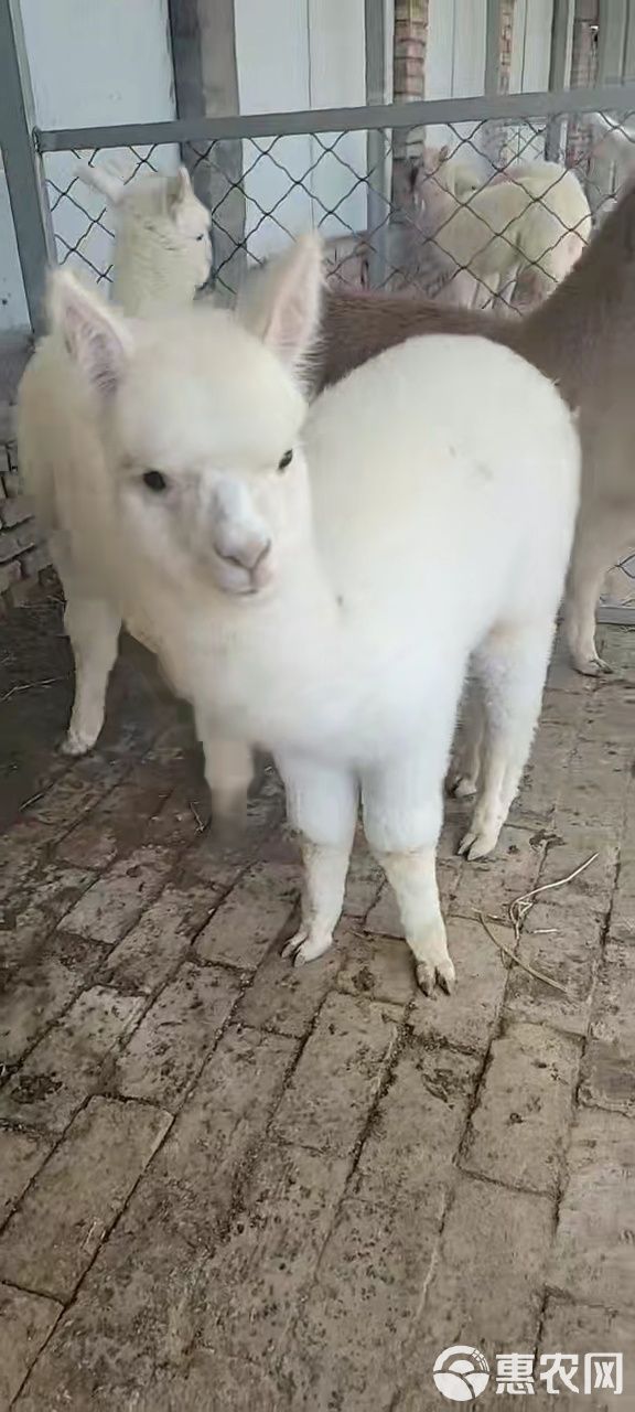 宠物羊驼 成年羊驼