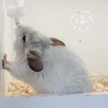 尾巴摇摇超治愈