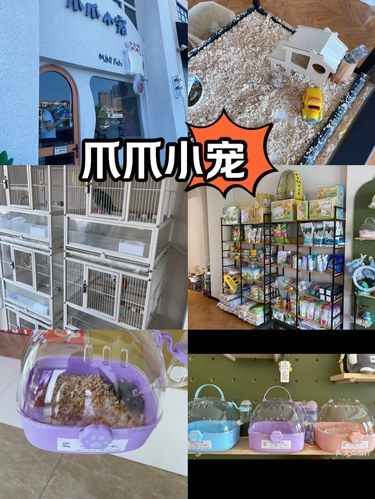 爪爪小宠
