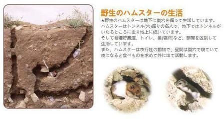 仓鼠用鱼缸养好还是笼子好：如何选择仓鼠笼子 鱼缸百科 第4张