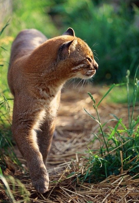 物种百科：金猫 