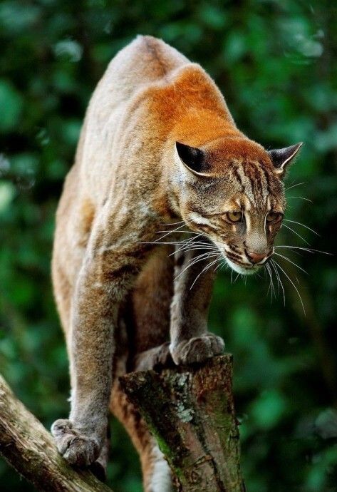 物种百科：金猫 