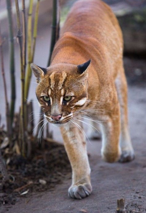 物种百科：金猫 