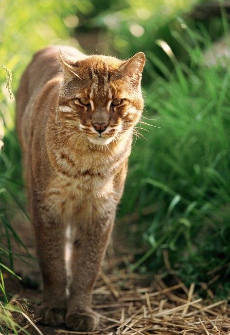 物种百科：金猫 