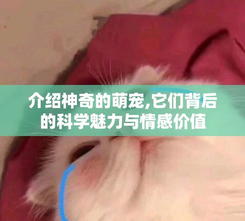 介绍神奇的萌宠,它们背后的科学魅力与情感价值