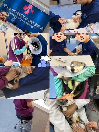医院里的猫咪日常