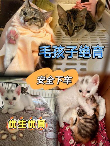 猫主子绝育，安全下车