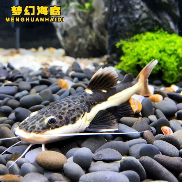 招财猫鱼苗成长期的护理要点
