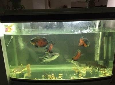 招财猫鱼苗成长期的护理要点