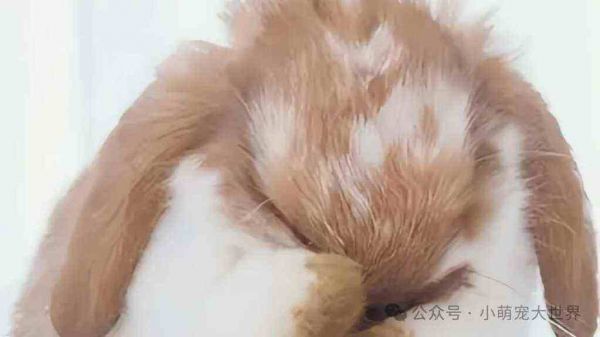 兔兔确实可爱，但养起来可一点也不简单哦！
