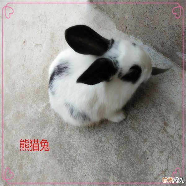 宠物兔品种 宠物兔种类