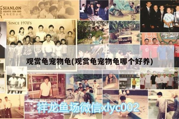 观赏龟宠物龟(观赏龟宠物龟哪个好养) 乌龟