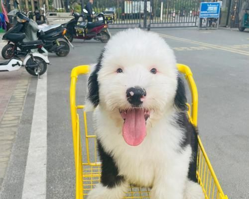 古牧的正确喂养方法（从宠物健康到生活习惯，全面了解古牧的喂养需求）