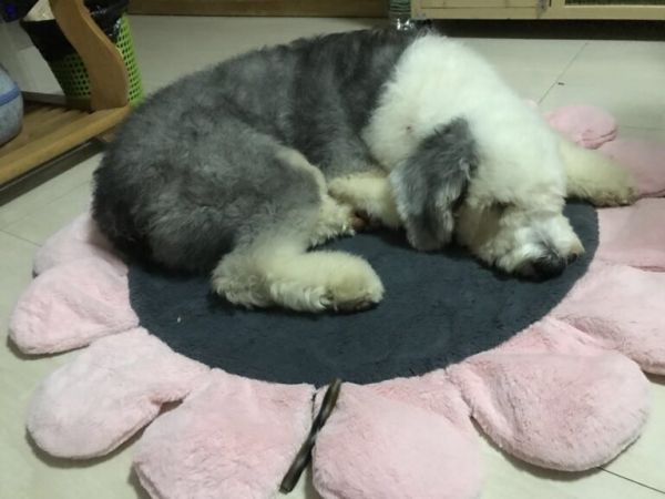 养一只古牧要注意什么，快进来看看古牧铲屎官需要做哪些准备？