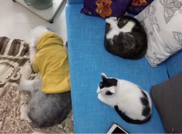 养一只古牧要注意什么，快进来看看古牧铲屎官需要做哪些准备？