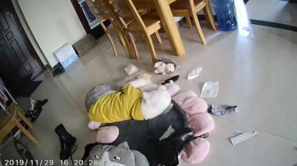 养一只古牧要注意什么，快进来看看古牧铲屎官需要做哪些准备？