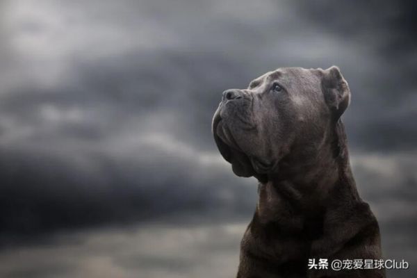卡斯罗犬怎么样？“古罗马的农场护卫”因克尔索犬介绍