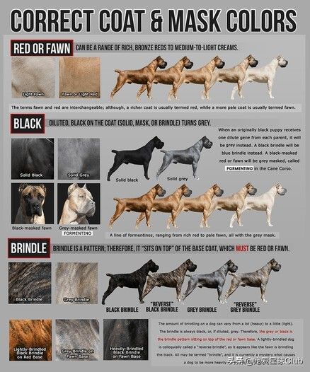 卡斯罗犬怎么样？“古罗马的农场护卫”因克尔索犬介绍