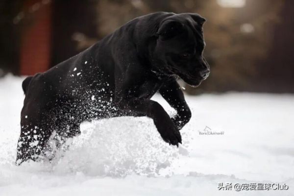 卡斯罗犬怎么样？“古罗马的农场护卫”因克尔索犬介绍