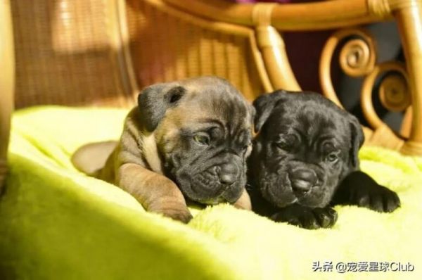 卡斯罗犬怎么样？“古罗马的农场护卫”因克尔索犬介绍