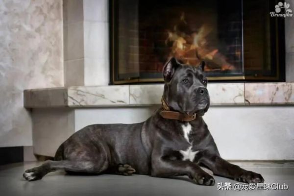 卡斯罗犬怎么样？“古罗马的农场护卫”因克尔索犬介绍