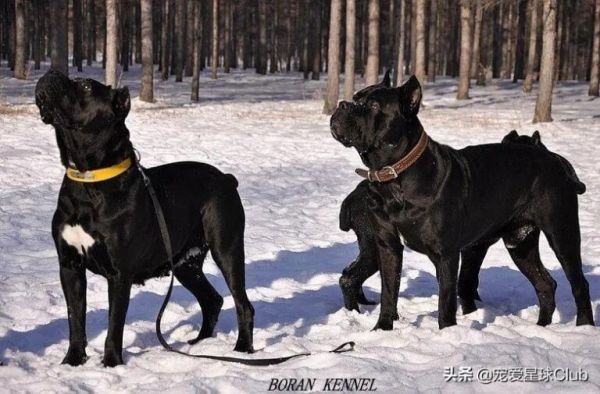 卡斯罗犬怎么样？“古罗马的农场护卫”因克尔索犬介绍