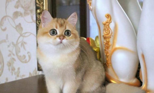 猫有哪些品种