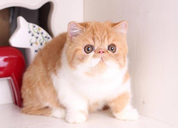 猫有哪些品种