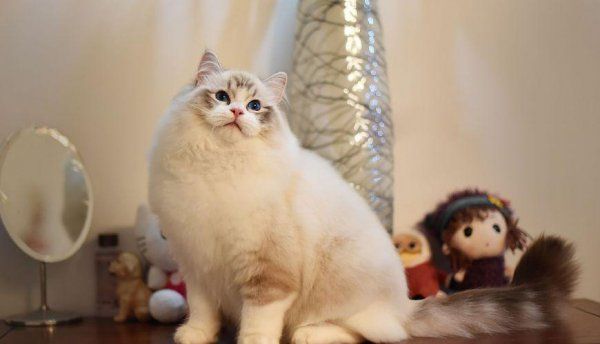 宠物猫品种有哪些