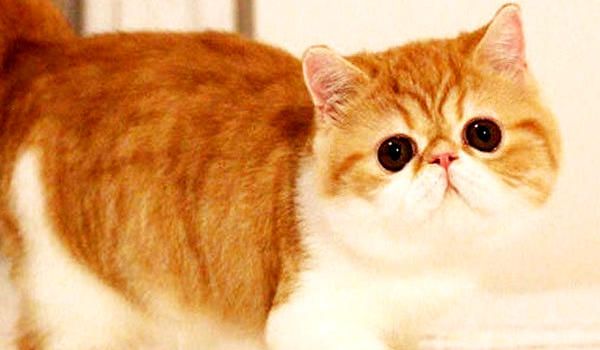 宠物猫怎么训练温顺_如何培养温顺的猫_温顺宠物猫训练方法
