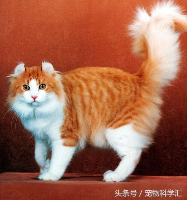 温顺宠物猫训练方法_宠物猫怎么训练温顺_如何培养温顺的猫