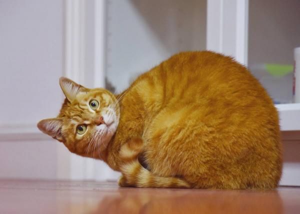 如何培养温顺的猫_宠物猫怎么训练温顺_温顺宠物猫训练方法