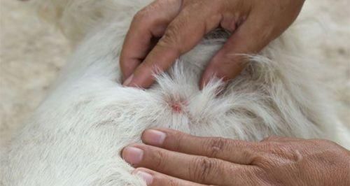 驱虫为何在打犬疫苗前更重要（宠物健康的秘诀在于防疫与驱虫）