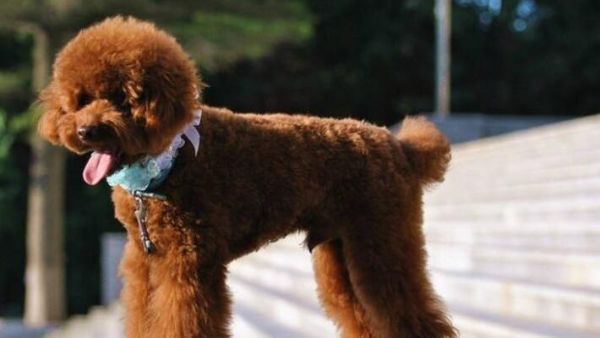 驱虫为何在打犬疫苗前更重要（宠物健康的秘诀在于防疫与驱虫）