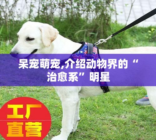 呆宠萌宠,介绍动物界的“治愈系”明星