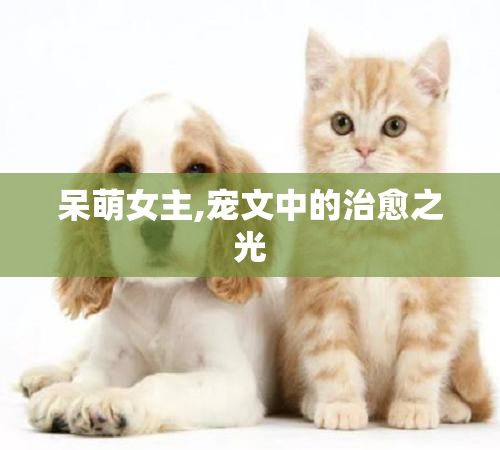 呆萌女主,宠文中的治愈之光