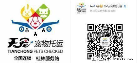 桂林本土最专业的宠物运输 - 宠物配种及服务 - 宠物信息 - 桂林分类信息 - 桂林28生活网 www.28life.com