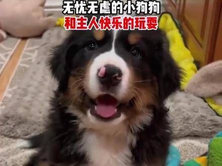 萌宠出道计划 狗狗 萌宠 改写后的文本:萌宠出道计划 宠物明星 可爱狗狗