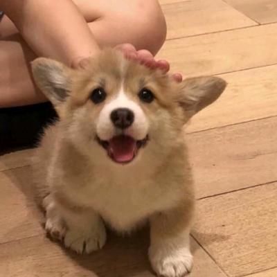 微信头像图片动物