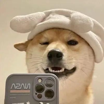 微信动物头像图片大全 微信头像动物图片大全高清