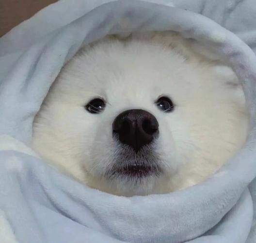 522宠物情头