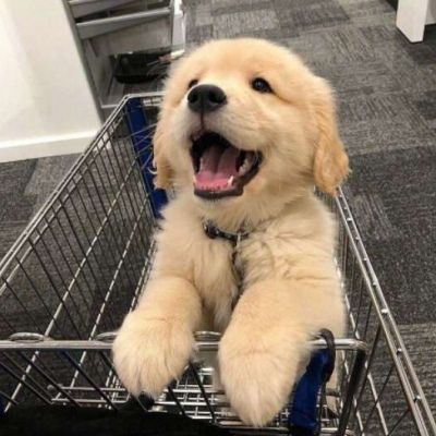 狗头