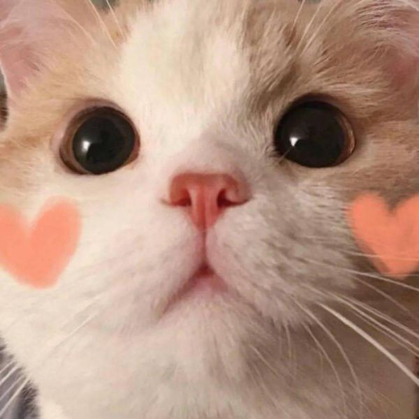 萌宠头像萌宠情侣头像可爱搞怪猫猫狗狗你家宠物会wink吗