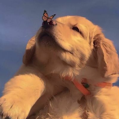 毛茸茸宠物沙雕蠢萌头像