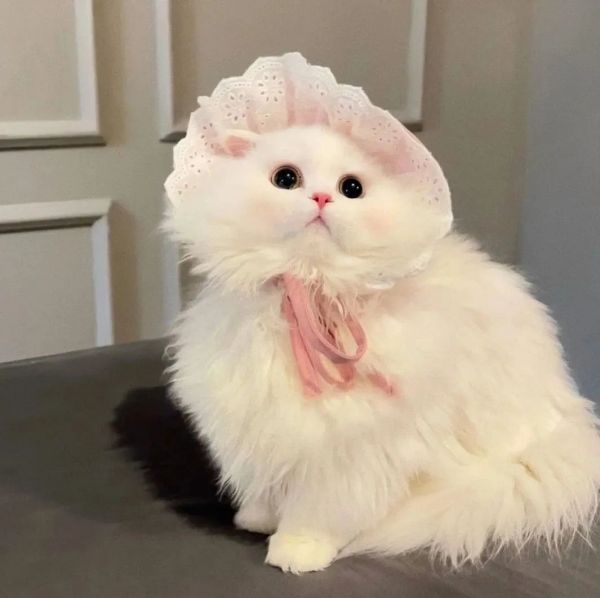 超级好看的猫咪可爱头像图片大全最新版