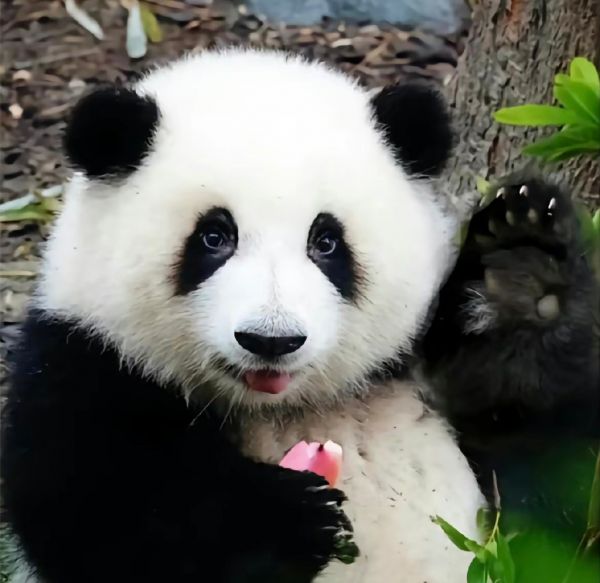 最近很火的大熊猫和花可爱图片|大熊猫花花头像图片大全