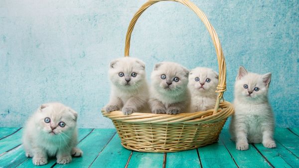 超萌可爱的一群小猫咪平板壁纸高清图片2023最新款